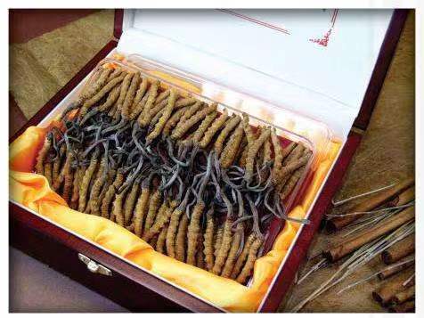 崇左冬虫夏草回收